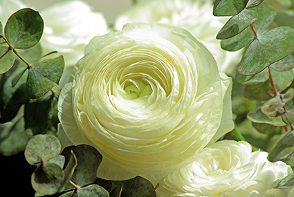 panasef_iva_reducido_para_la_ornamentacion_floral