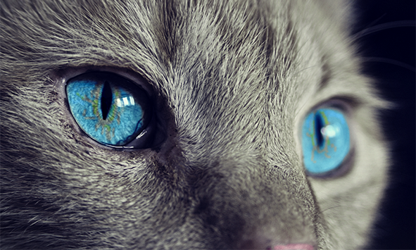 gato