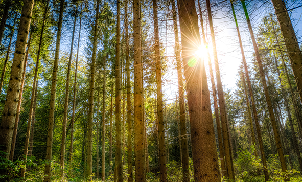 iberataud_bosque