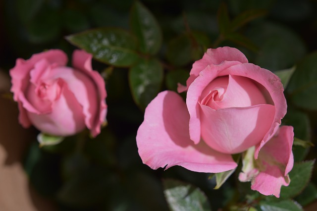 flower-4227655_640