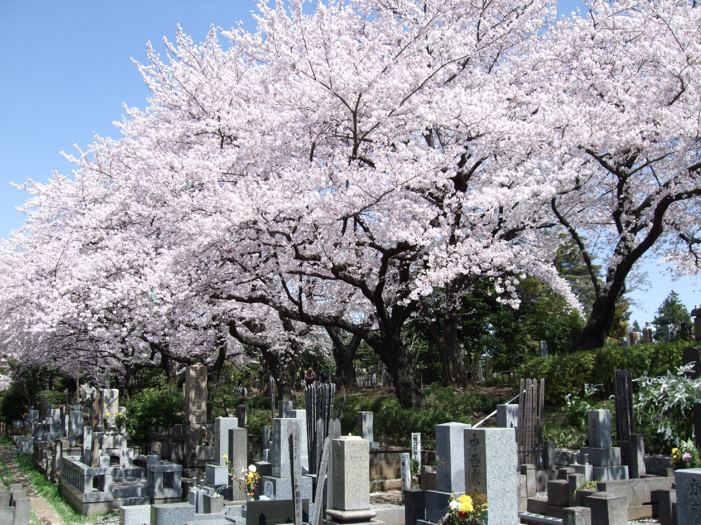 cementerio japón