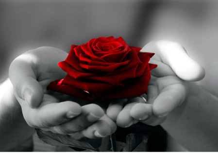 rosa