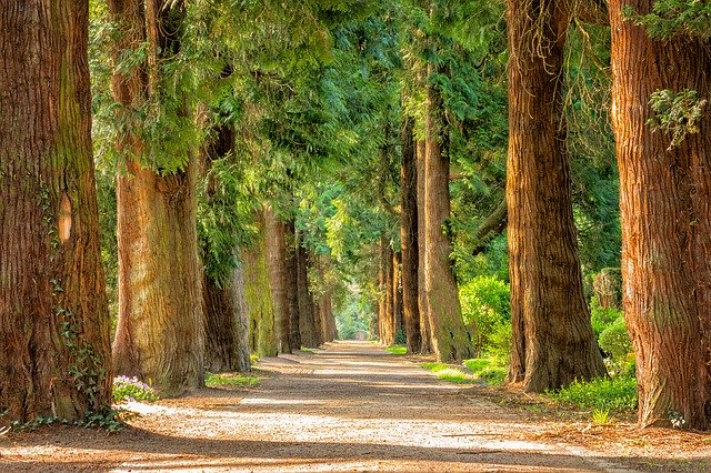 avenue-2215317_640