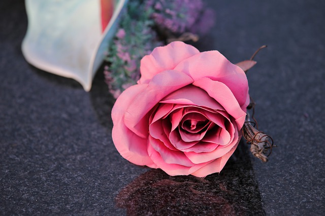 pink-rose-5585034_640