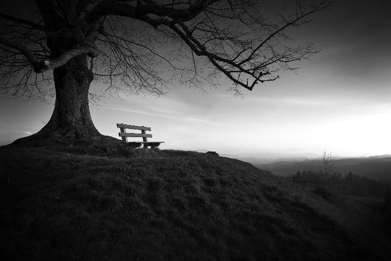 tree-753069_1920