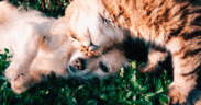 Con las Familias: Despedir a nuestra mascota